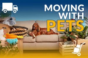dog sitting on a couch with moving boxes around, article cover graphic